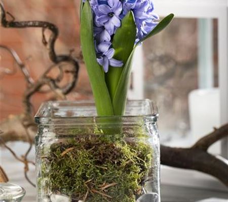 Weihnachtliche Geschenkidee: Blumenzwiebeln im Glas