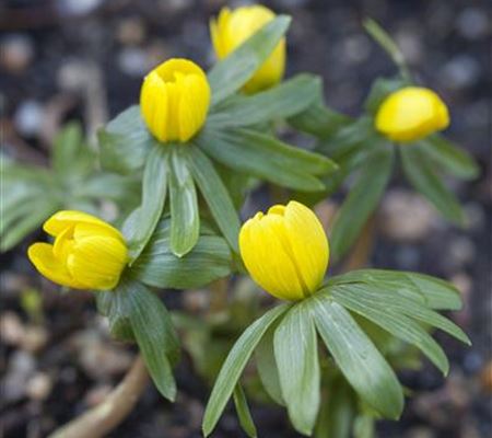 Winterlinge – erste Farbtupfer im winterlichen Garten Winterlinge – erste Farbtupfer im winterlichen Garten