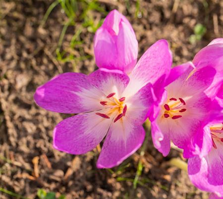 Colchicum pannonicum 