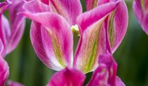 Viridiflora - Tulpen 