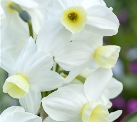 Narcissus 'Minnow' Narcissus 'Minnow'