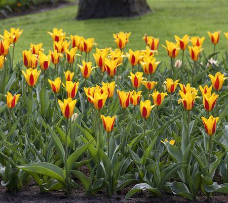 Tulipa 'Stresa' 