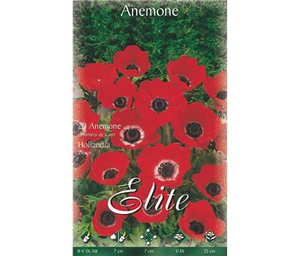 Anemone De Caen 'Hollandia'