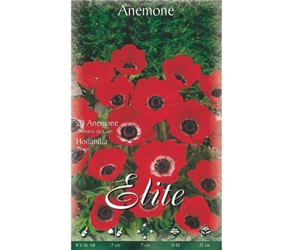 Anemone De Caen 'Hollandia'