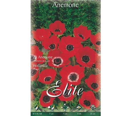 Anemone De Caen 'Hollandia'