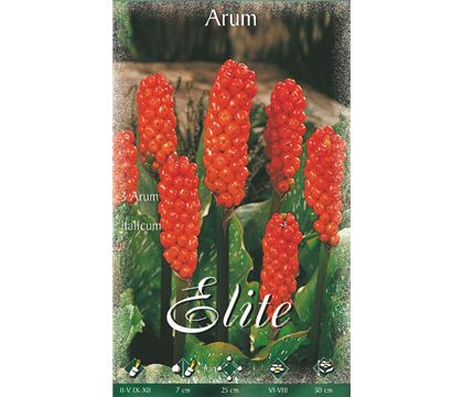 Arum italicum 