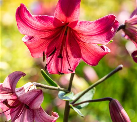 Lilium 'Pink Flight'