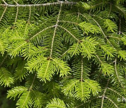 Abies alba