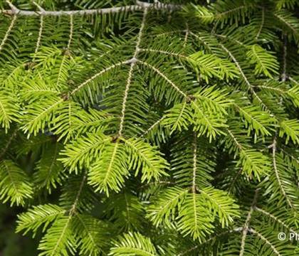 Abies alba
