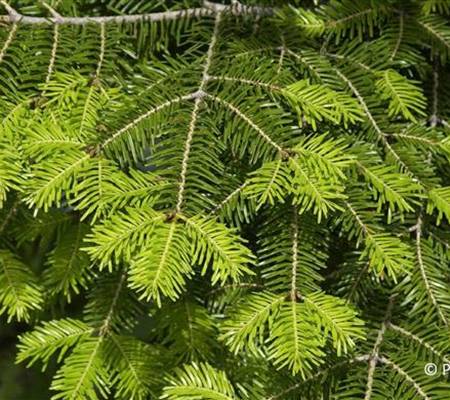 Abies alba
