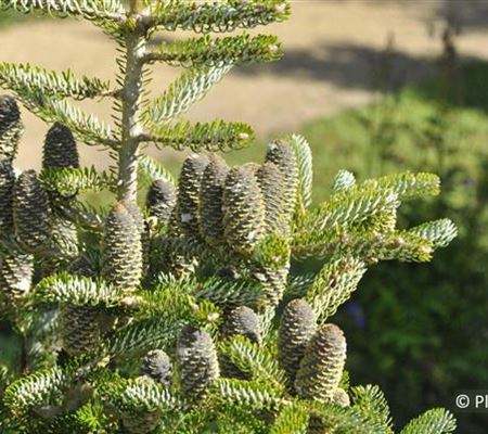 Abies koreana 'Silberlocke' Abies koreana 'Silberlocke'