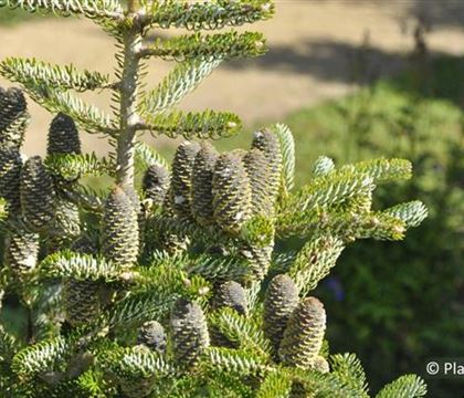 Abies koreana 'Silberlocke'
