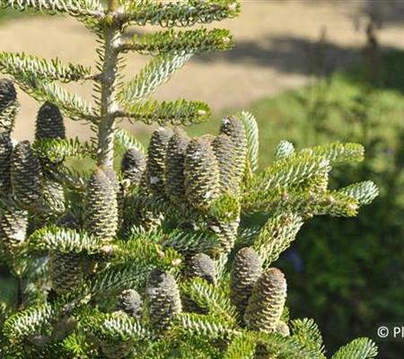 Abies koreana 'Silberlocke'
