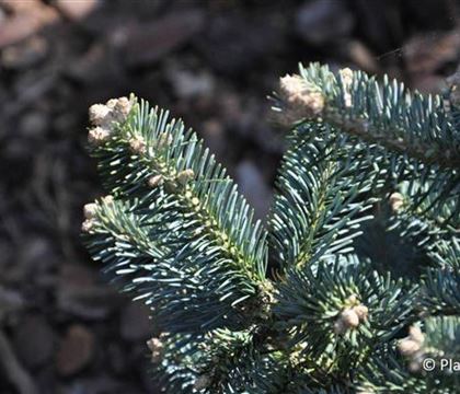 Abies lasiocarpa 'Compacta'