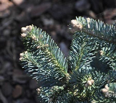 Abies lasiocarpa 'Compacta'