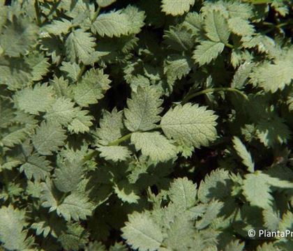 Acaena buchananii Acaena buchananii