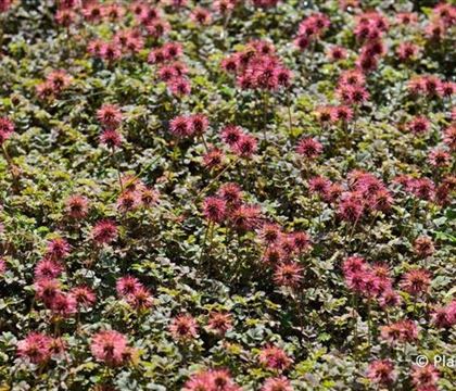 Acaena microphylla 'Kupferteppich' Acaena microphylla 'Kupferteppich'