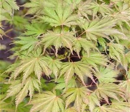 Acaena microphylla 'Kupferteppich'