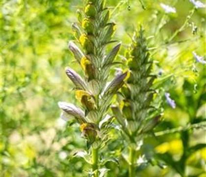 Acanthus mollis