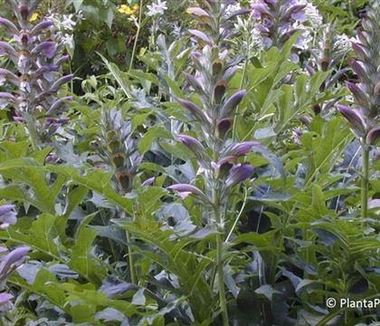 Acanthus mollis