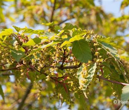 Acer davidii