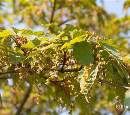Acer davidii