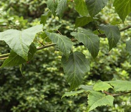 Acer davidii Acer davidii