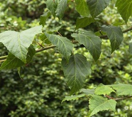 Acer davidii Acer davidii