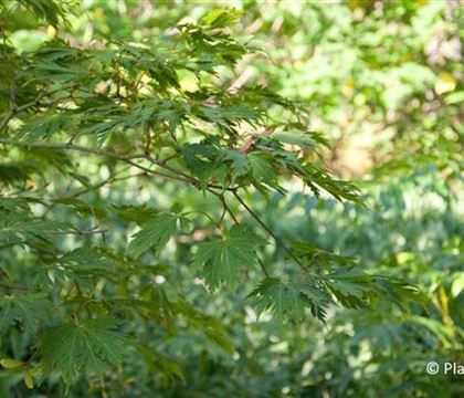 Acer japonicum 'Aconitifolium' Acer japonicum 'Aconitifolium'