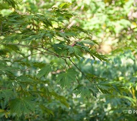 Acer japonicum 'Aconitifolium'