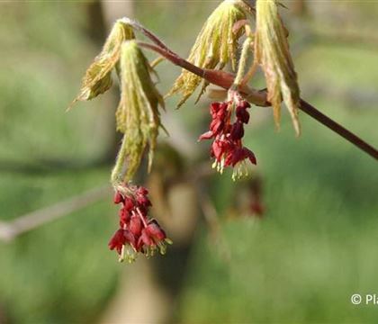 Acer japonicum 'Aconitifolium'