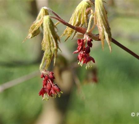 Acer japonicum 'Aconitifolium'