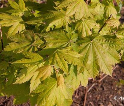 Acer japonicum 'Vitifolium'