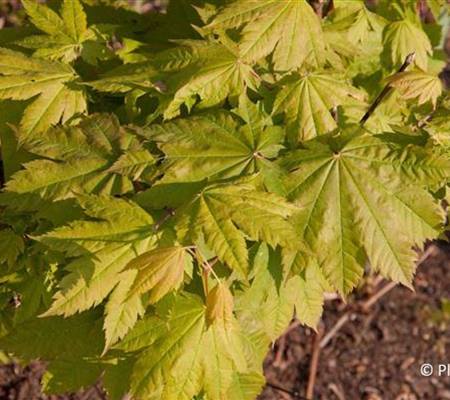 Acer japonicum 'Vitifolium'