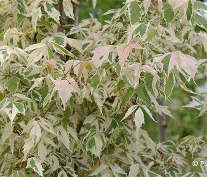 Acer negundo 'Flamingo' Acer negundo 'Flamingo'