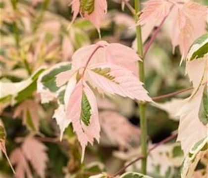 Acer negundo 'Flamingo'