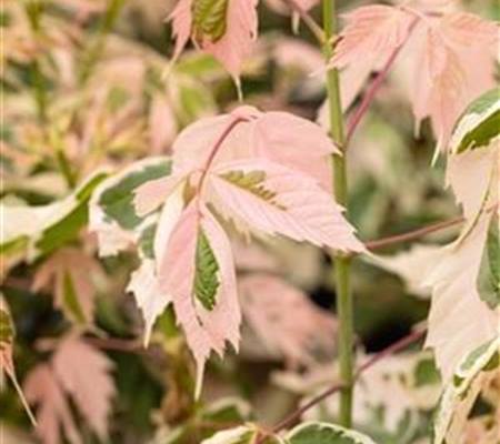 Acer negundo 'Flamingo'