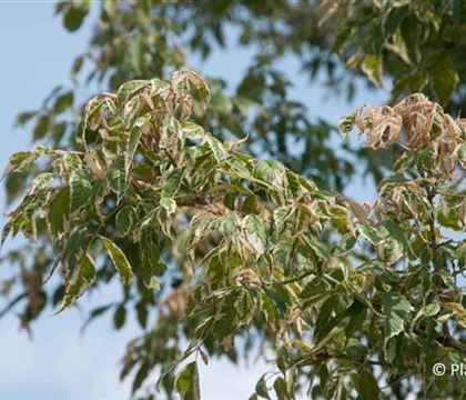 Acer negundo 'Variegatum'