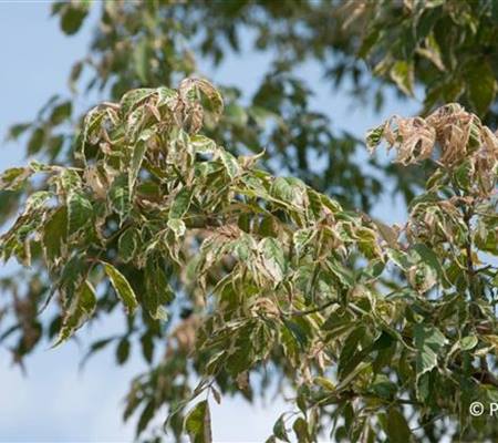Acer negundo 'Variegatum'