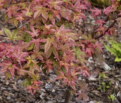 Acer palmatum 'Deshojo'