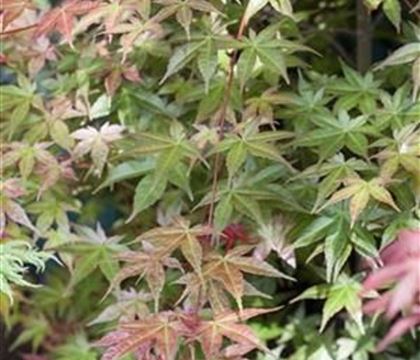 Acer palmatum 'Deshojo'