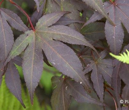 Acer palmatum 'Fireglow'