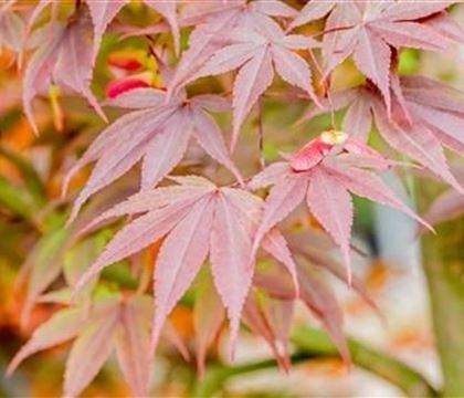 Acer palmatum 'Fireglow'