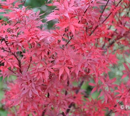 Acer palmatum 'Shaina'
