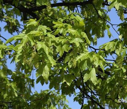 Acer pseudoplatanus Acer pseudoplatanus