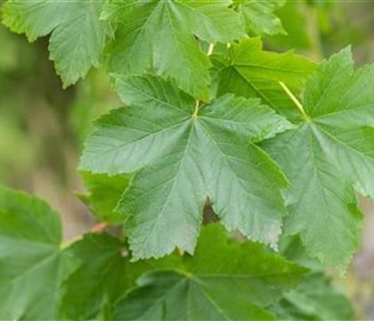 Acer pseudoplatanus