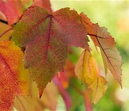 Acer rubrum