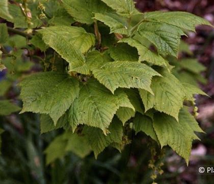 Acer rufinerve Acer rufinerve