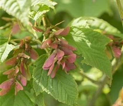 Acer rufinerve
