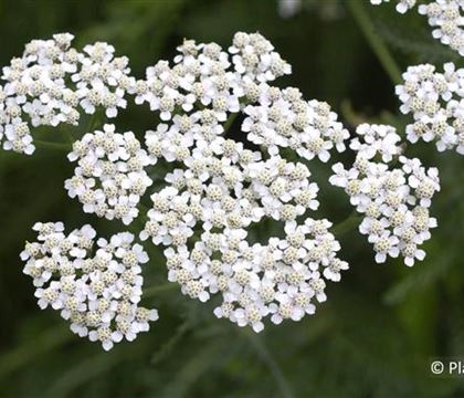 Achillea millefolium